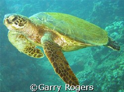 "I'm Free" green sea turtle in Honalua Bay, Maui taken wi... by Garry Rogers 
